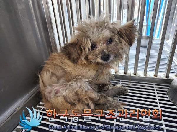 종료(안락사) 믹스…